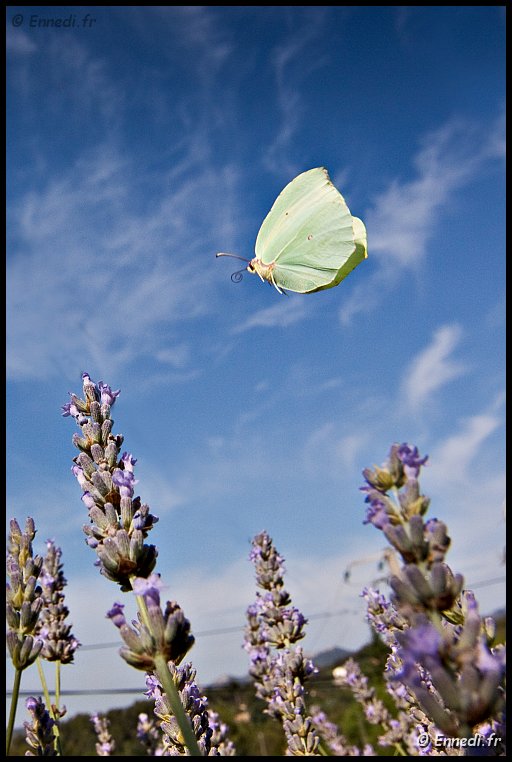 _MG_1118b.jpg - Le vol du citron.