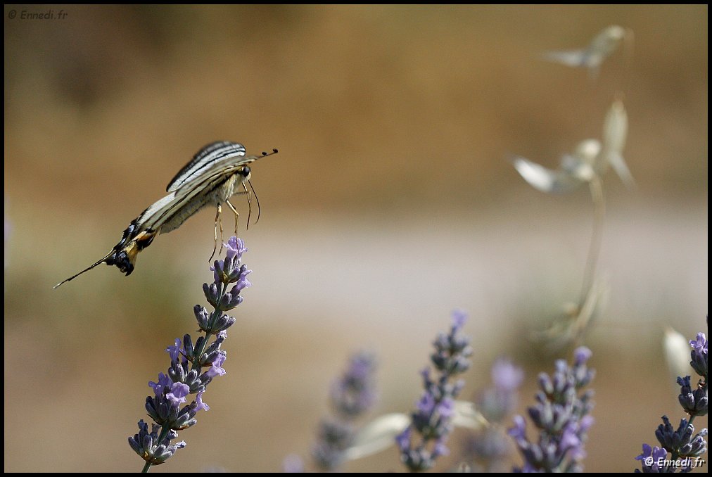 _MG_1491a.jpg - Décollage ....