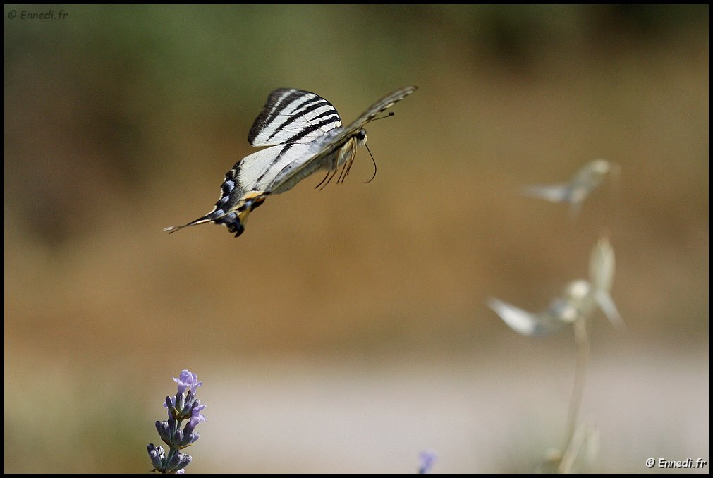 _MG_1492a.jpg - En vol ...