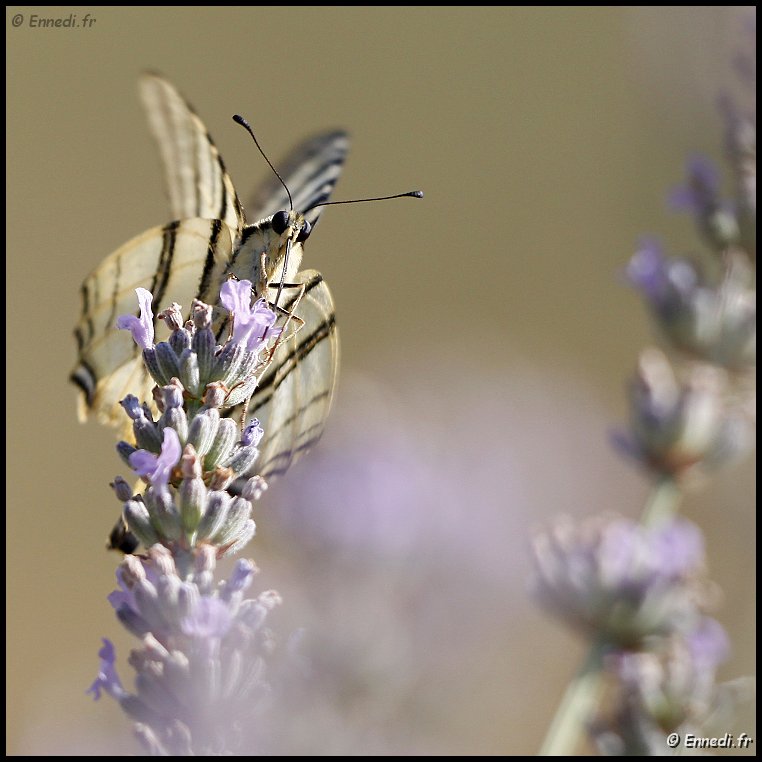 _MG_1880b.jpg - Caché dans les lavandes.