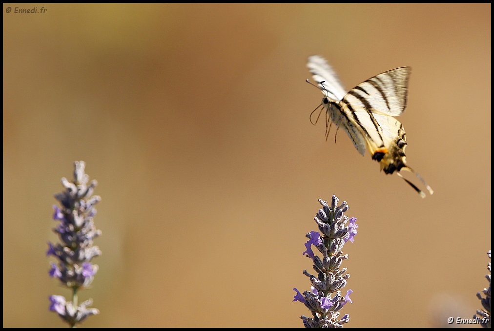 _MG_2048a.jpg - Vol ....