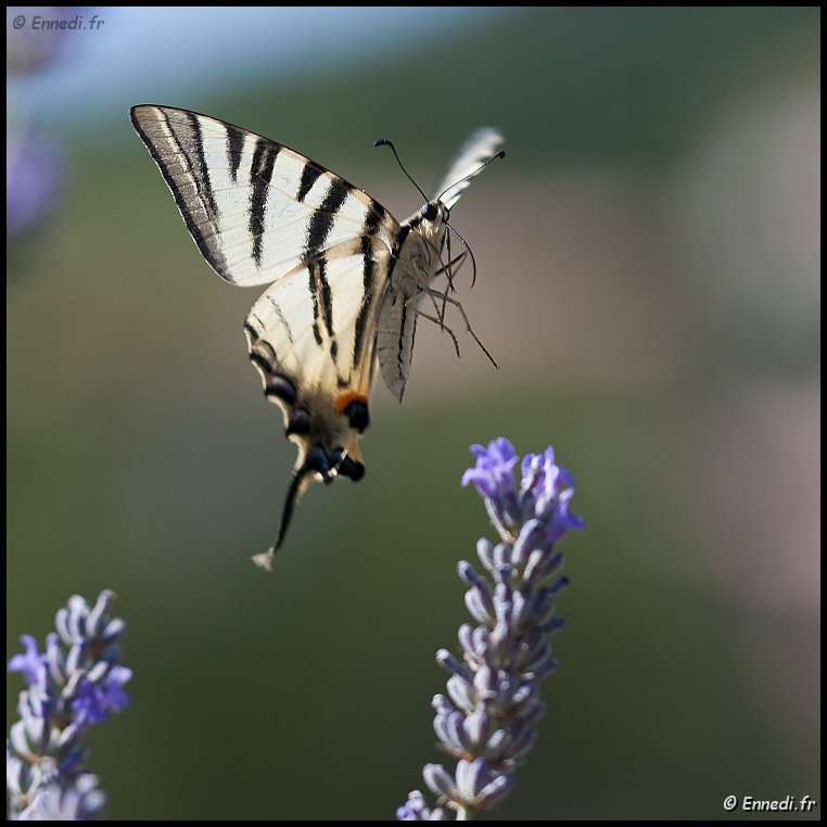 _MG_3497b.jpg - Papillon vole ....
