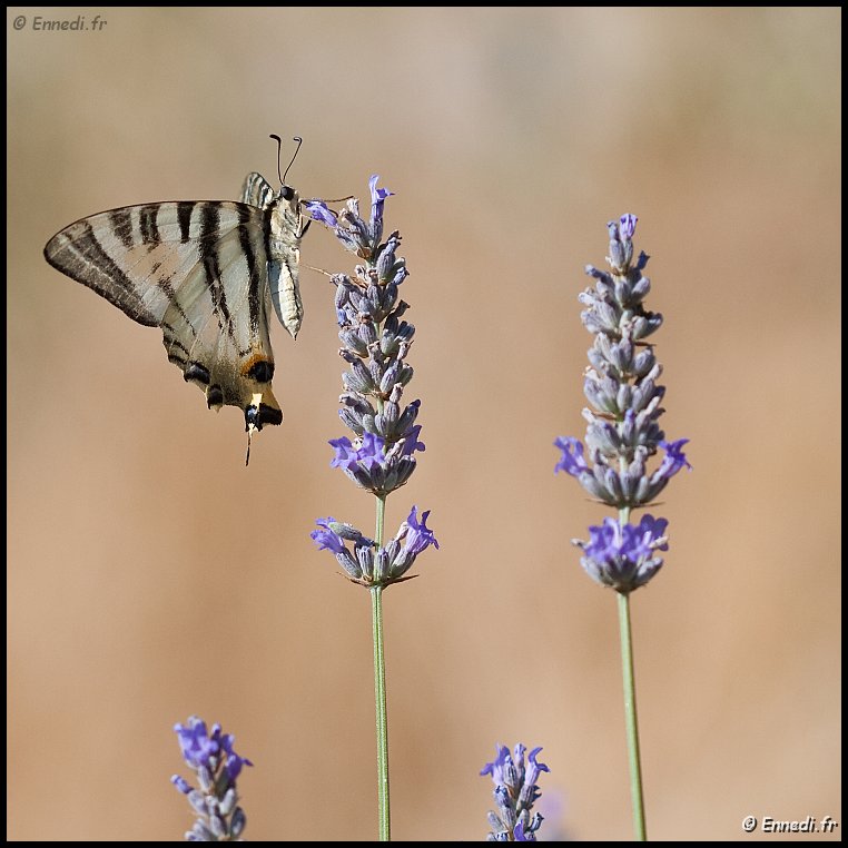 _MG_3569a.jpg - Flambé sur la lavande.