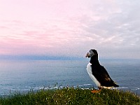 Les macareux d'Islande