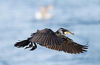 cormorans