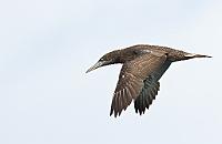 Fous de bassan juvéniles 