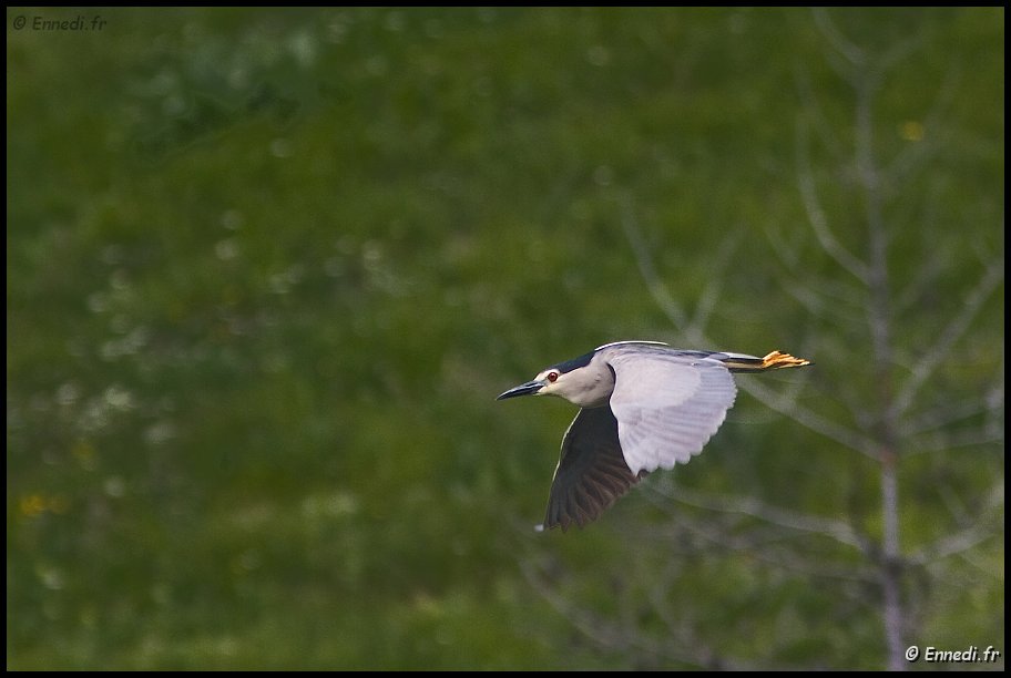 40dIMG_9523a.jpg - Héron bihoreau. (lac de Roue).