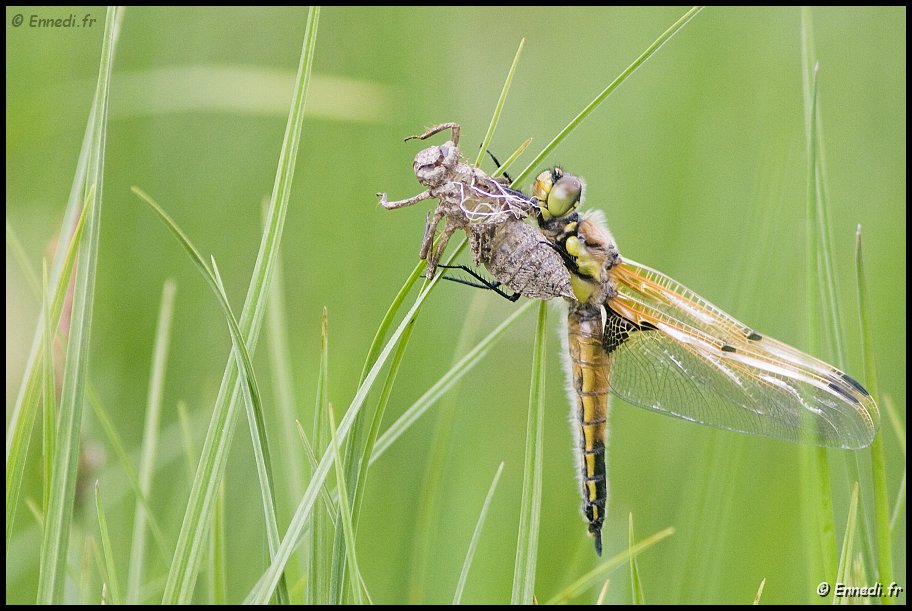 40dIMG_9735a.jpg - Libellule.