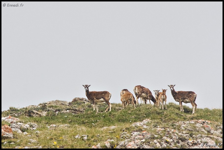 40dIMG_9753a.jpg - Les Chamoix.