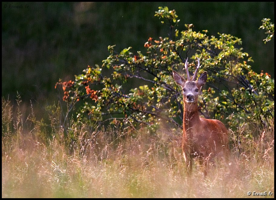 IMG_1791b.jpg - Chevreuil.