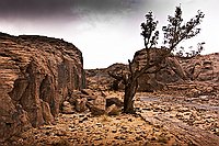 Cyprès et oliviers  Les oueds abritent encore quelques  cyprés  et oliviers, souvenirs du temps où le climat de cette région était de type méditerranéen. : djanet sebeiba jabbaren